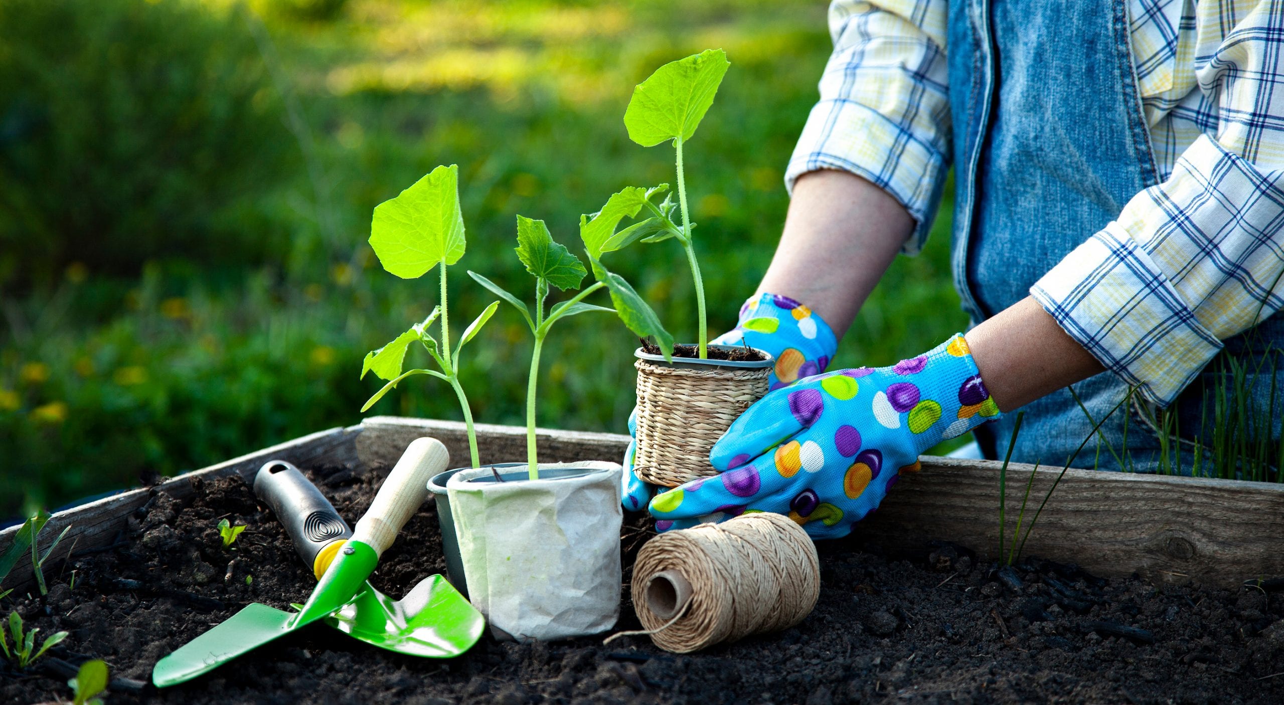 3 Simple Tips to Starting a Garden