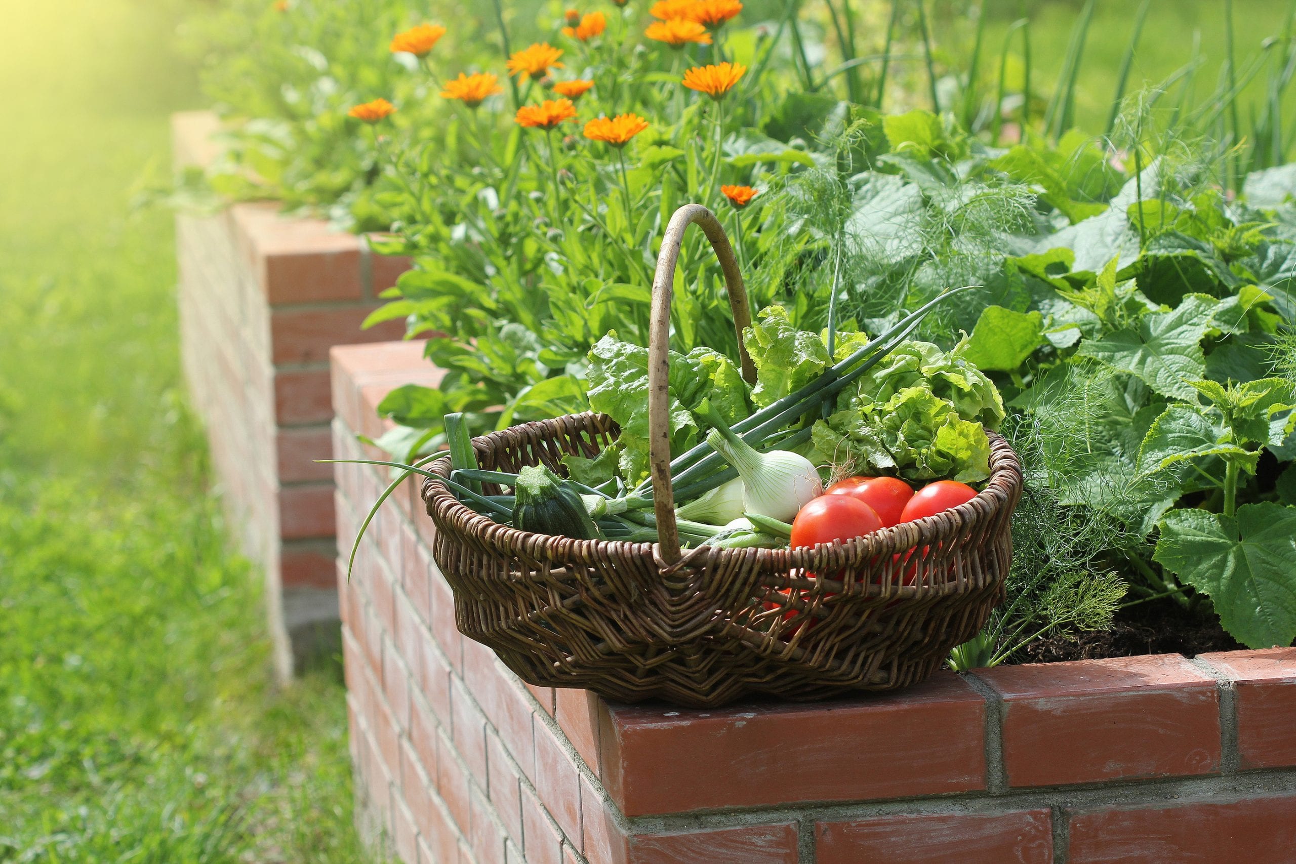 5 Great Tips for a Successful Garden