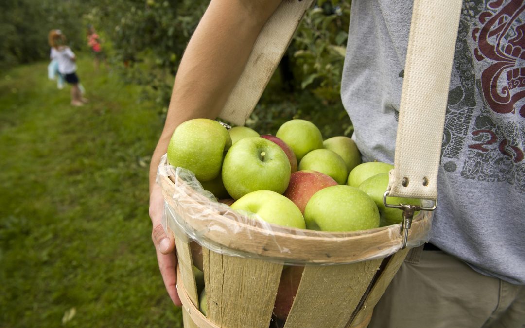 4 Pick Your Own Apple Recipes To Try This Fall