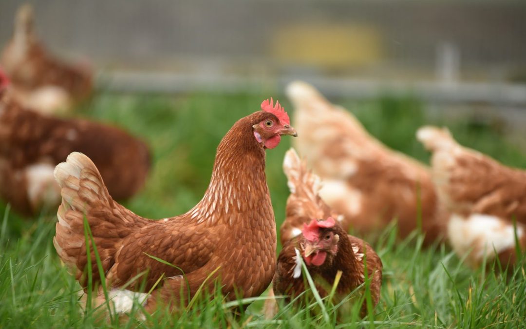 Bird Flu in Berks County: How To Help Contain the Spread