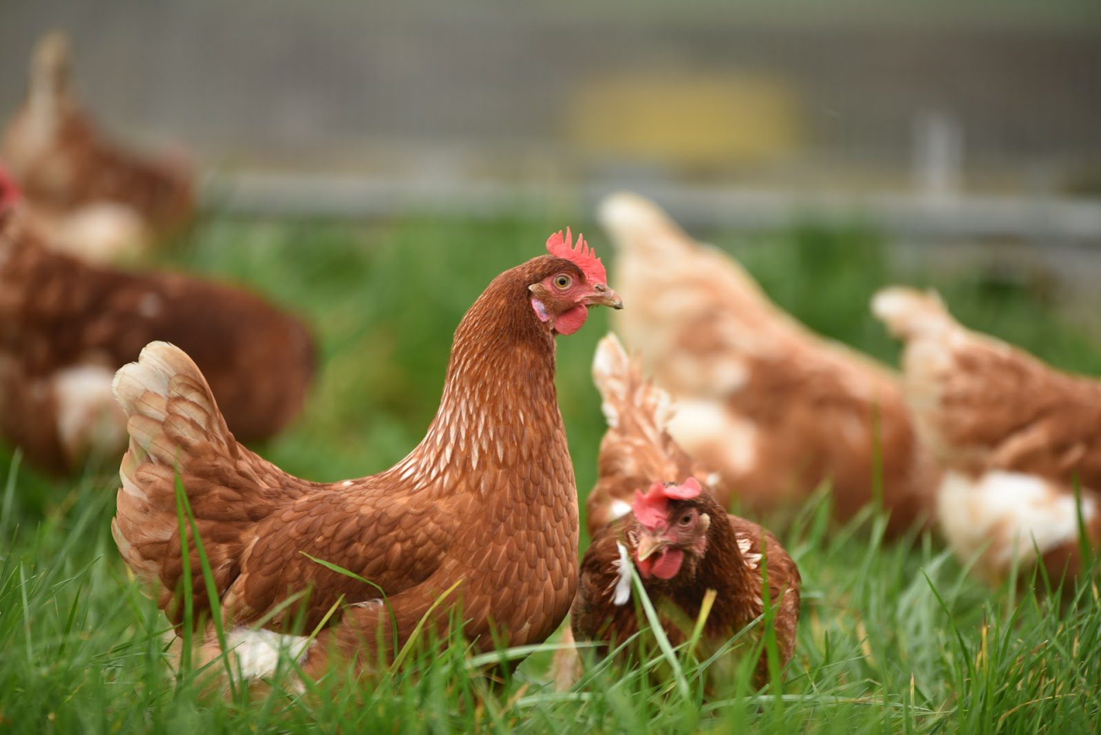 Bird Flu in Berks County: How To Help Contain the Spread