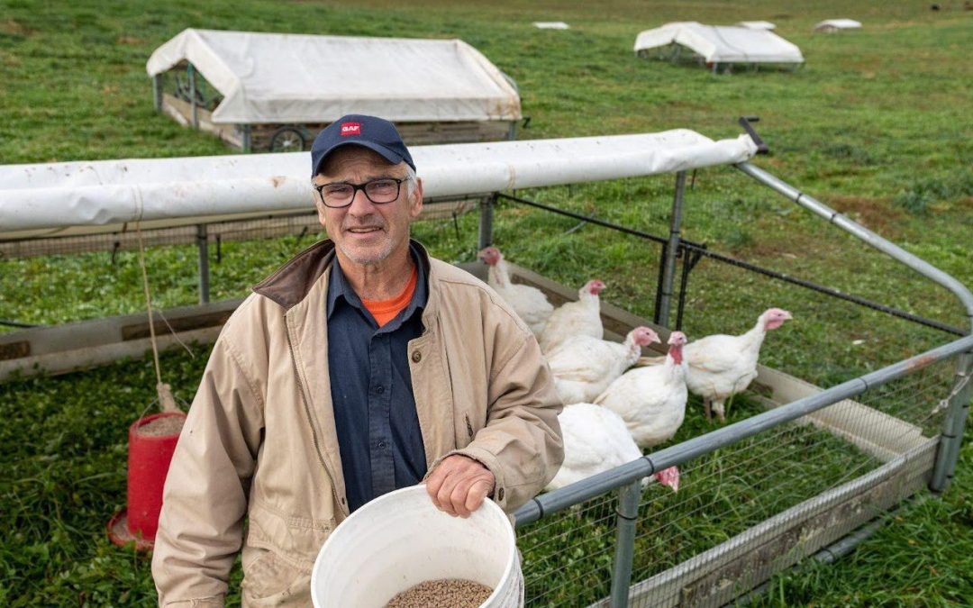 Get the Perfect Thanksgiving Turkey at Bendy Brook Farm