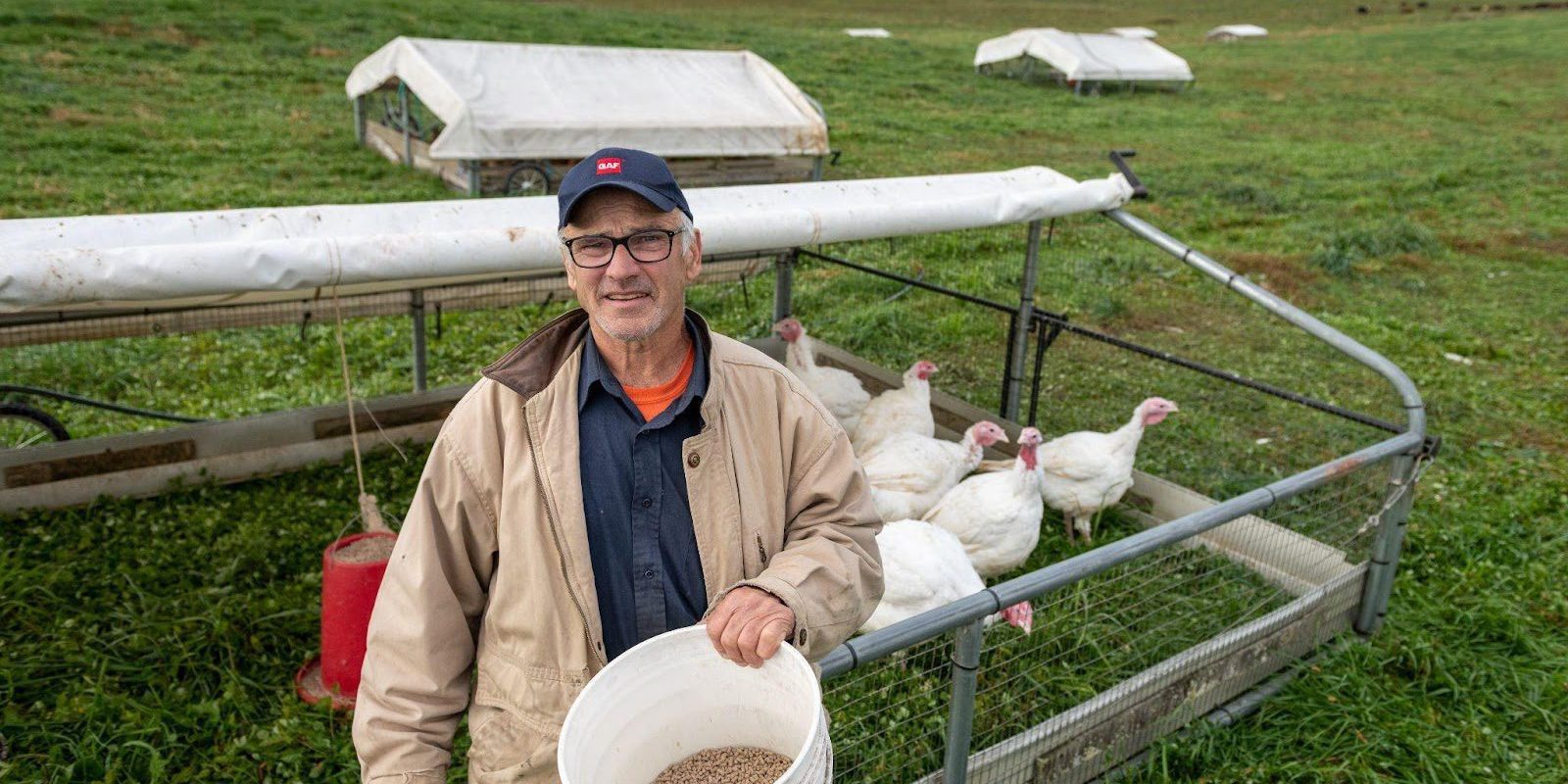 Get the Perfect Thanksgiving Turkey at Bendy Brook Farm