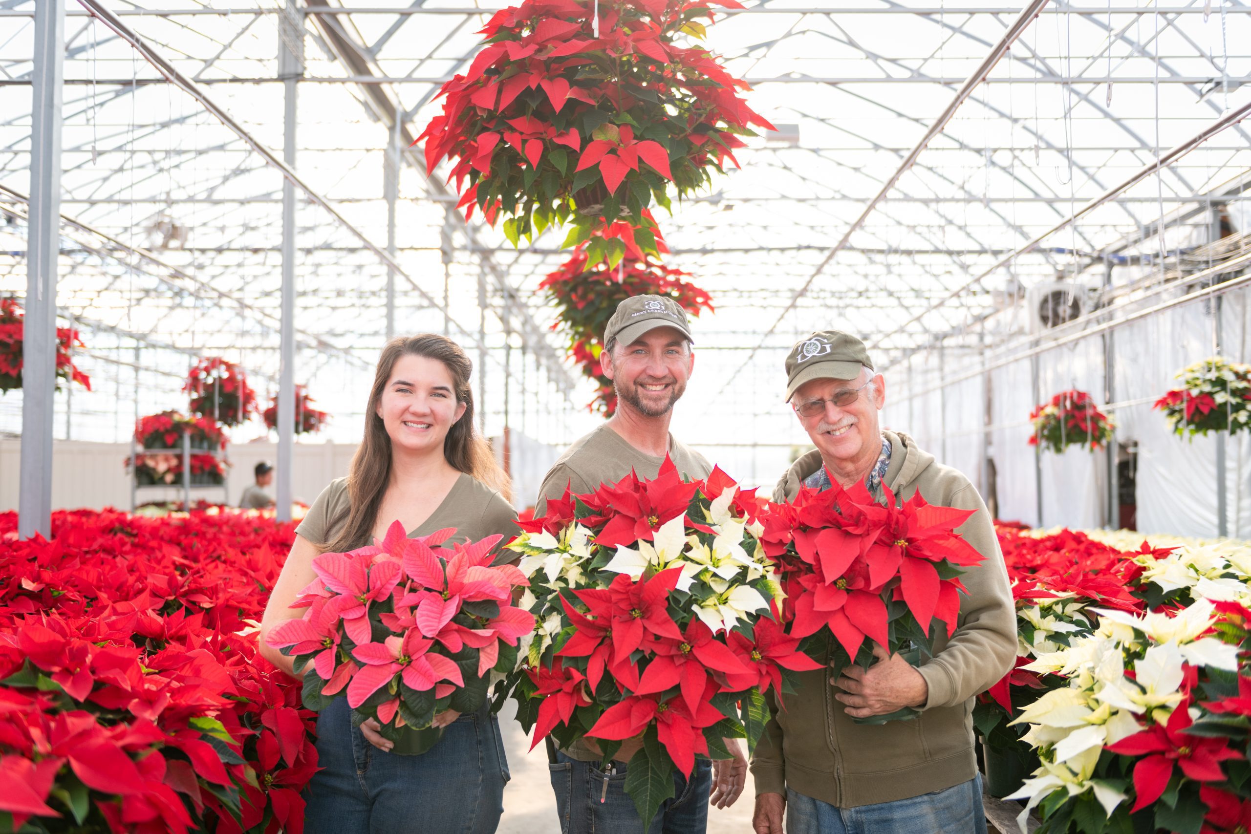 Red poinsettia flowers in Glick's Greenhouse in Berks County, PA