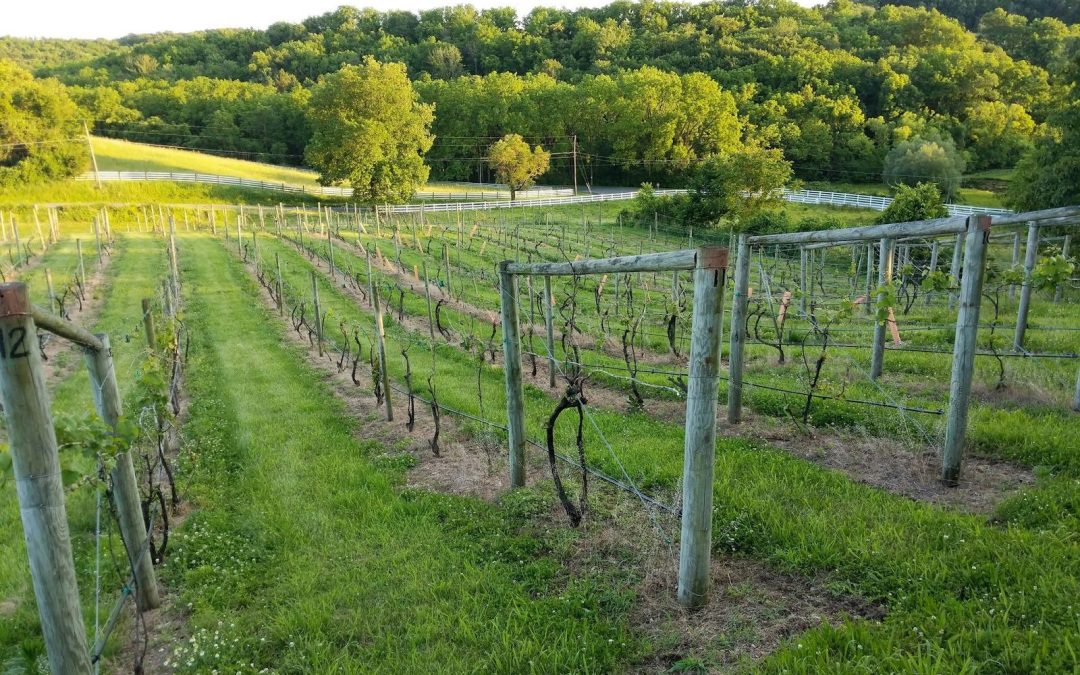 Meet The Deerfoot Vineyards and Winery Family
