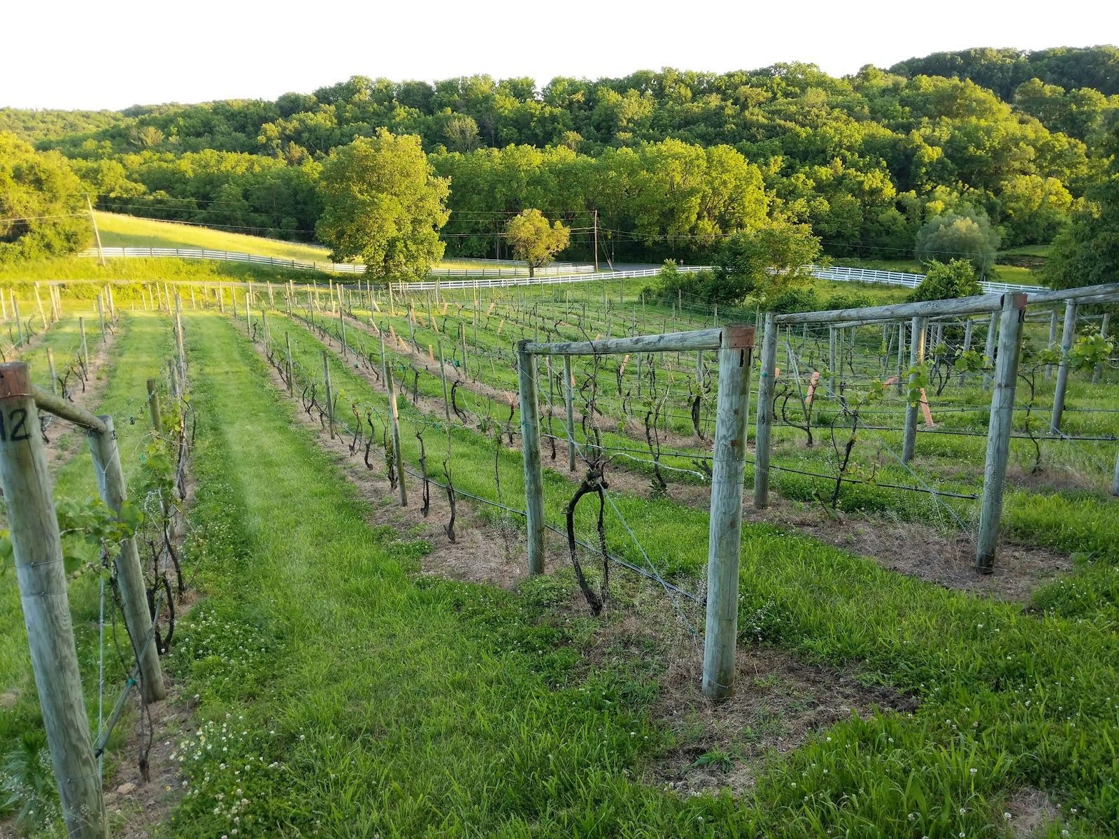 Meet The Deerfoot Vineyards and Winery Family