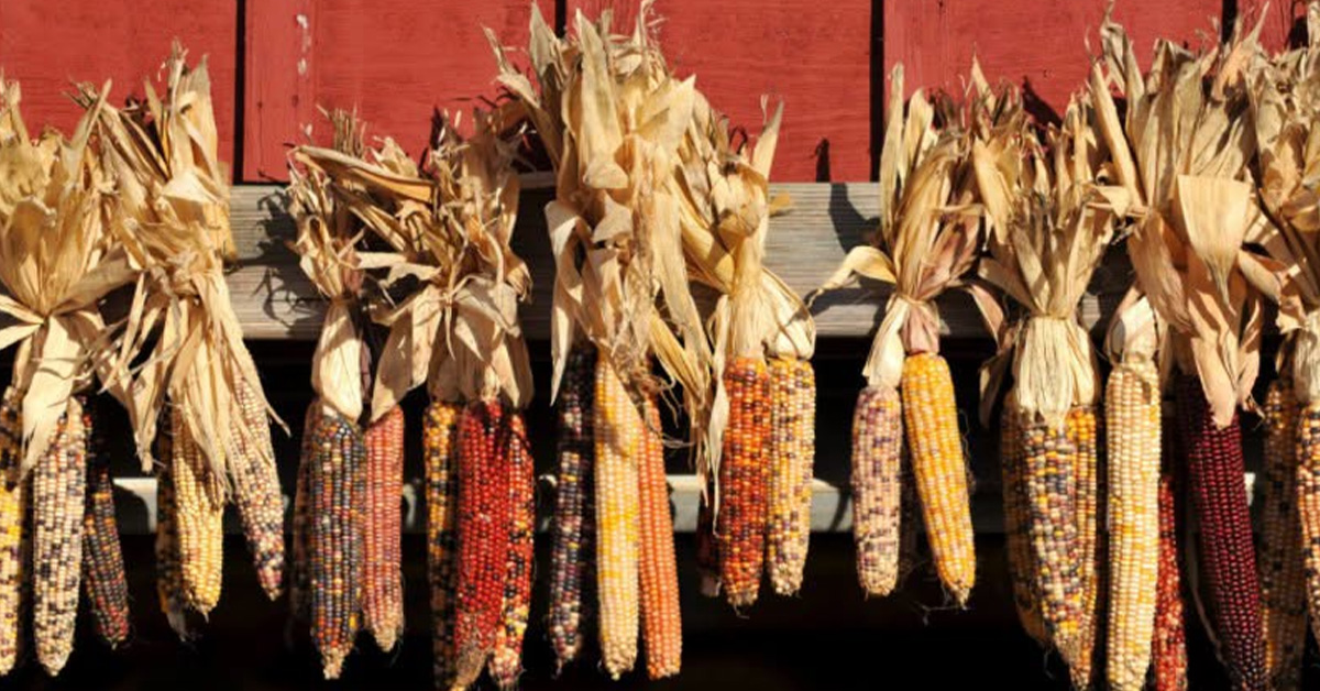 Fall on the Farm