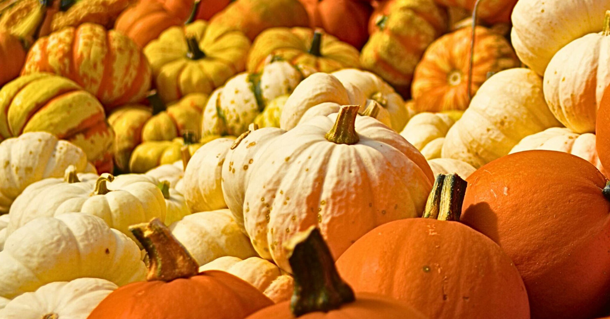 Thanksgiving Pumpkin Centerpiece Workshop
