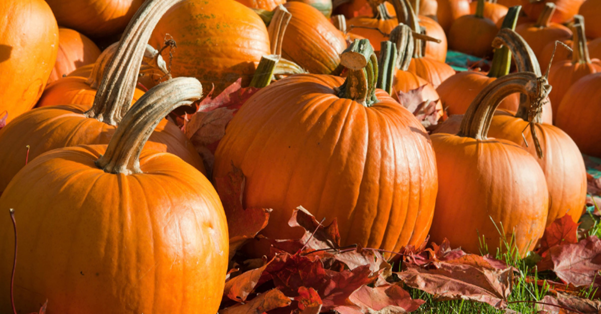 Fall Is Calling in Berks County, Check Out These Local Businesses | Bountiful Berks